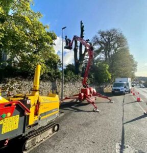 tree felling cost ireland