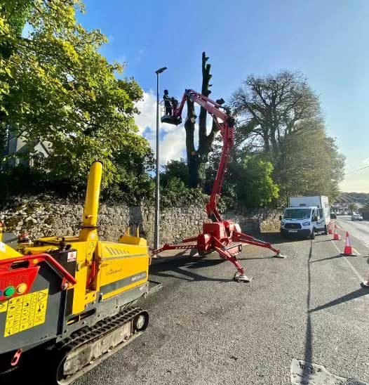 tree felling cost ireland